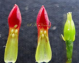  Flower (Young) parts